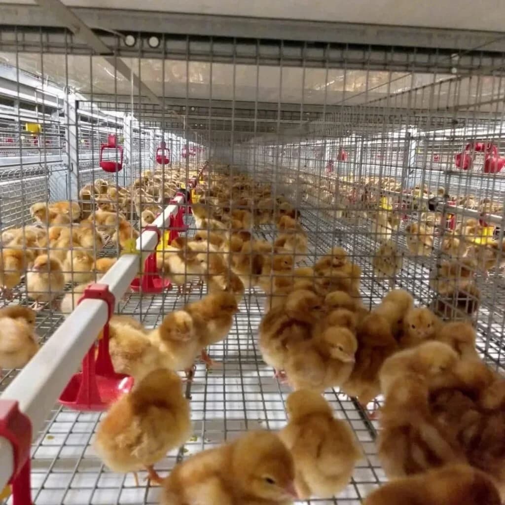 Poultry drinking system