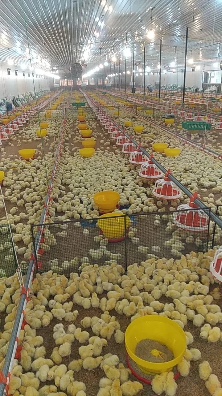 Automated feeding system